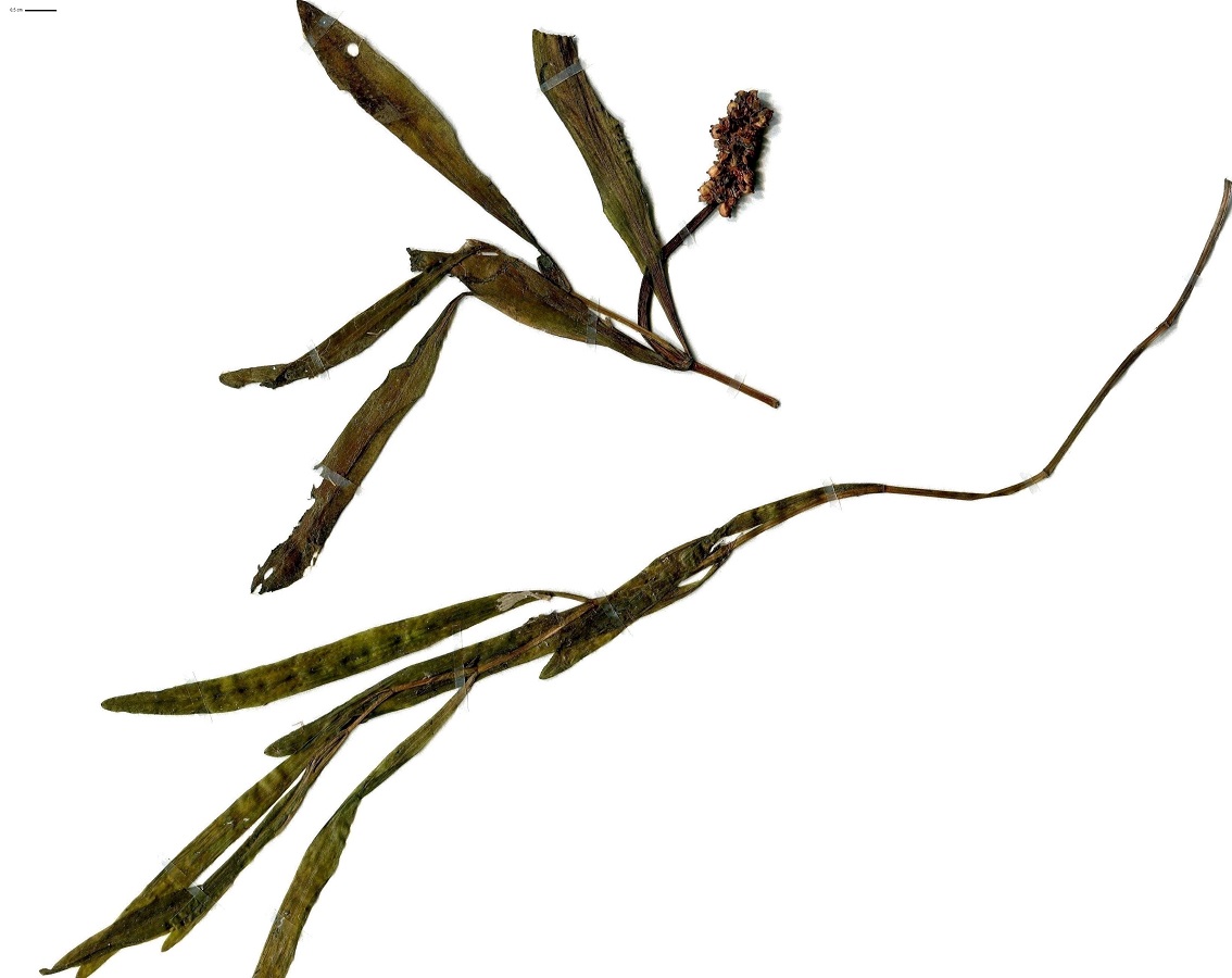 Potamogeton alpinus (Potamogetonaceae)